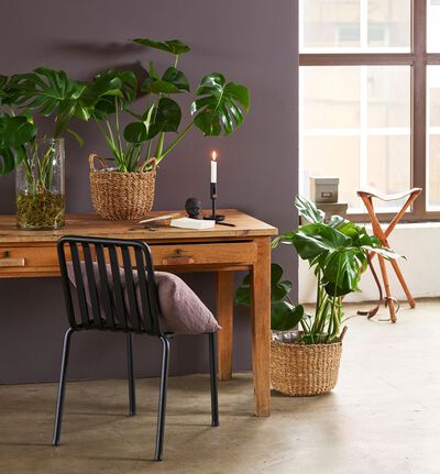 Monstera i gavebag med bobler Monstera i gavebag med bobler
